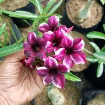 Pink Adenium Plant
